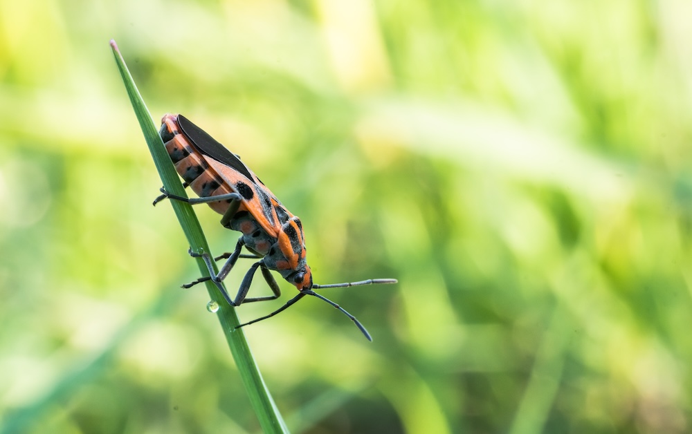 kowal bezskrzydły na trawie w ogrodzie 