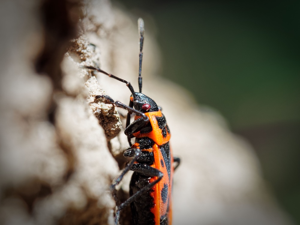 kowal w zbliżeniu z czerwono-czarnym pancerzem 
