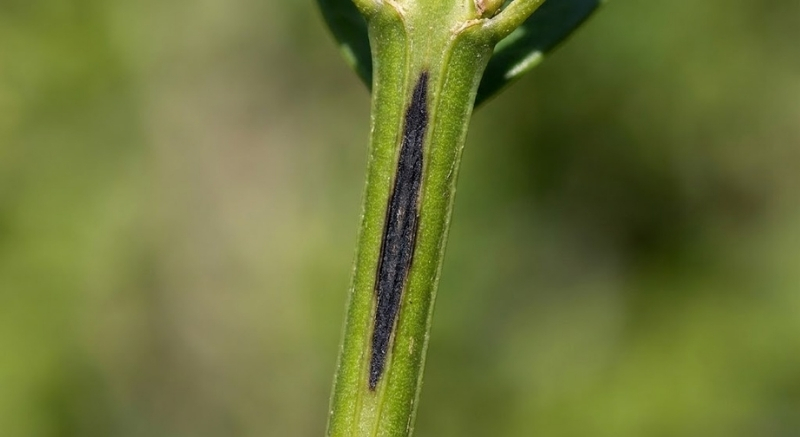 czarne smugi na pędzie bukszpanu