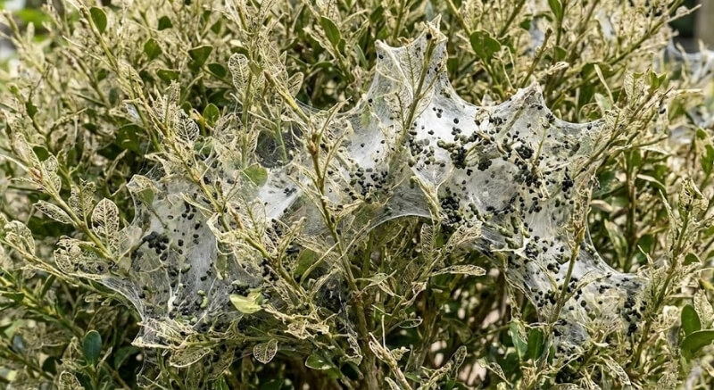 choroby bukszpanów – zdjęcia gęstej przędzy na liściach