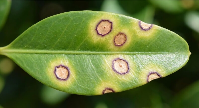 choroby bukszpanów – zdjęcia plam na liściu