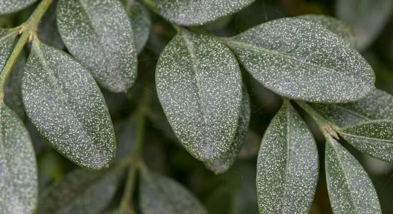 choroby bukszpanów – zdjęcia nakłutej blaszki liści