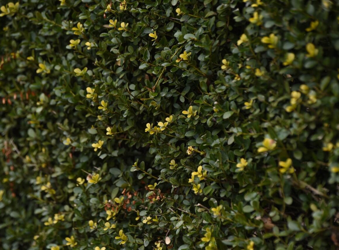 Choroby bukszpanów – zdjęcia. Rozpoznanie problemu i&nbsp;działanie