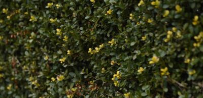 Choroby bukszpanów – zdjęcia. Rozpoznanie problemu i&nbsp;działanie