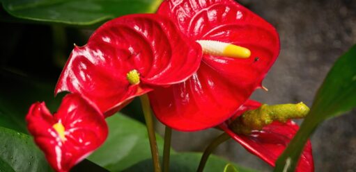 Domowy nawóz do&nbsp;anturium – receptura i&nbsp;zastosowanie