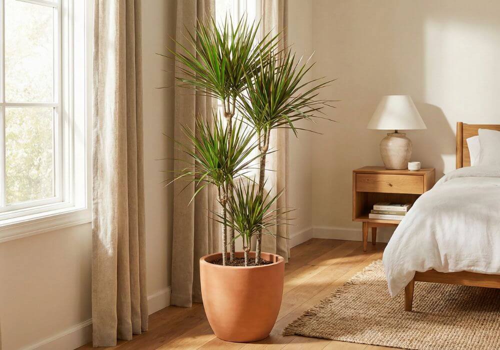 Dracena - roślina niebezpieczna dla zwierząt Szkodliwe kwiaty doniczkowe w sypialni - Dracaena (Dracena)