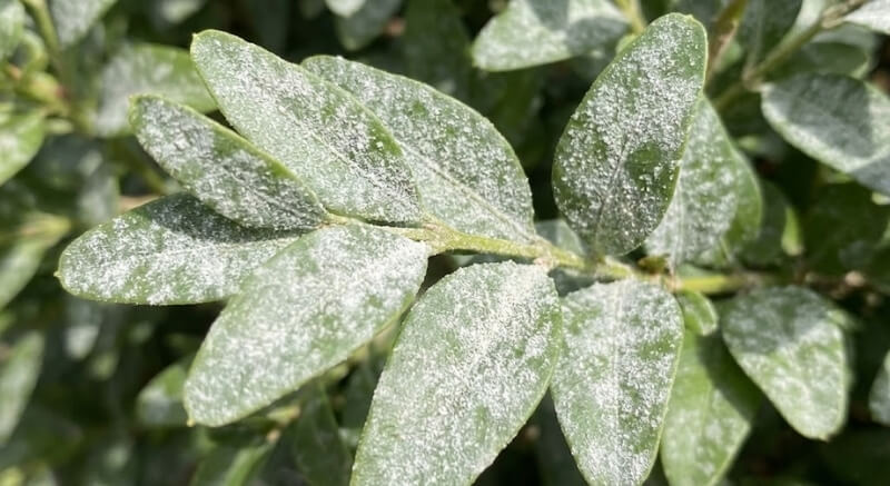 choroby bukszpanów – zdjęcia białego nalotu na liściach