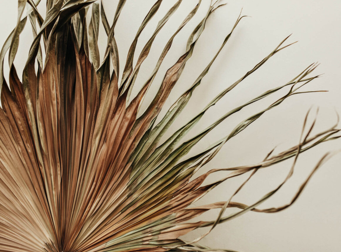 Uschnięta palma – jak uratować? Przewodnik krok po&nbsp;kroku