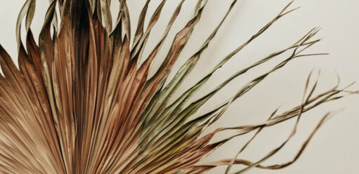 Uschnięta palma – jak uratować? Przewodnik krok po&nbsp;kroku