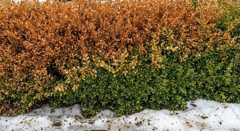 wysuszony bukszpan w ogrodzie