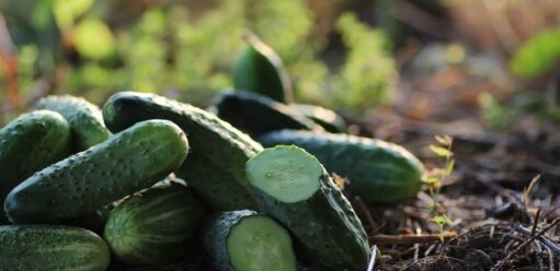 Jaki nawóz pod&nbsp;ogórki gruntowe? Radzimy