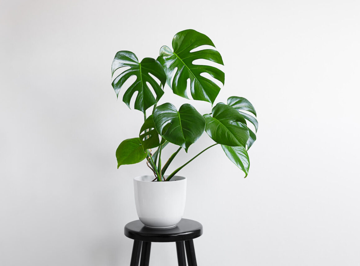 Monstera – jak dbać? Poradnik