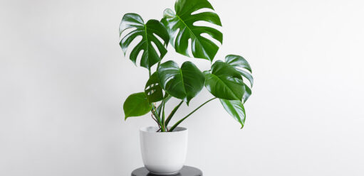 Monstera – jak dbać? Poradnik