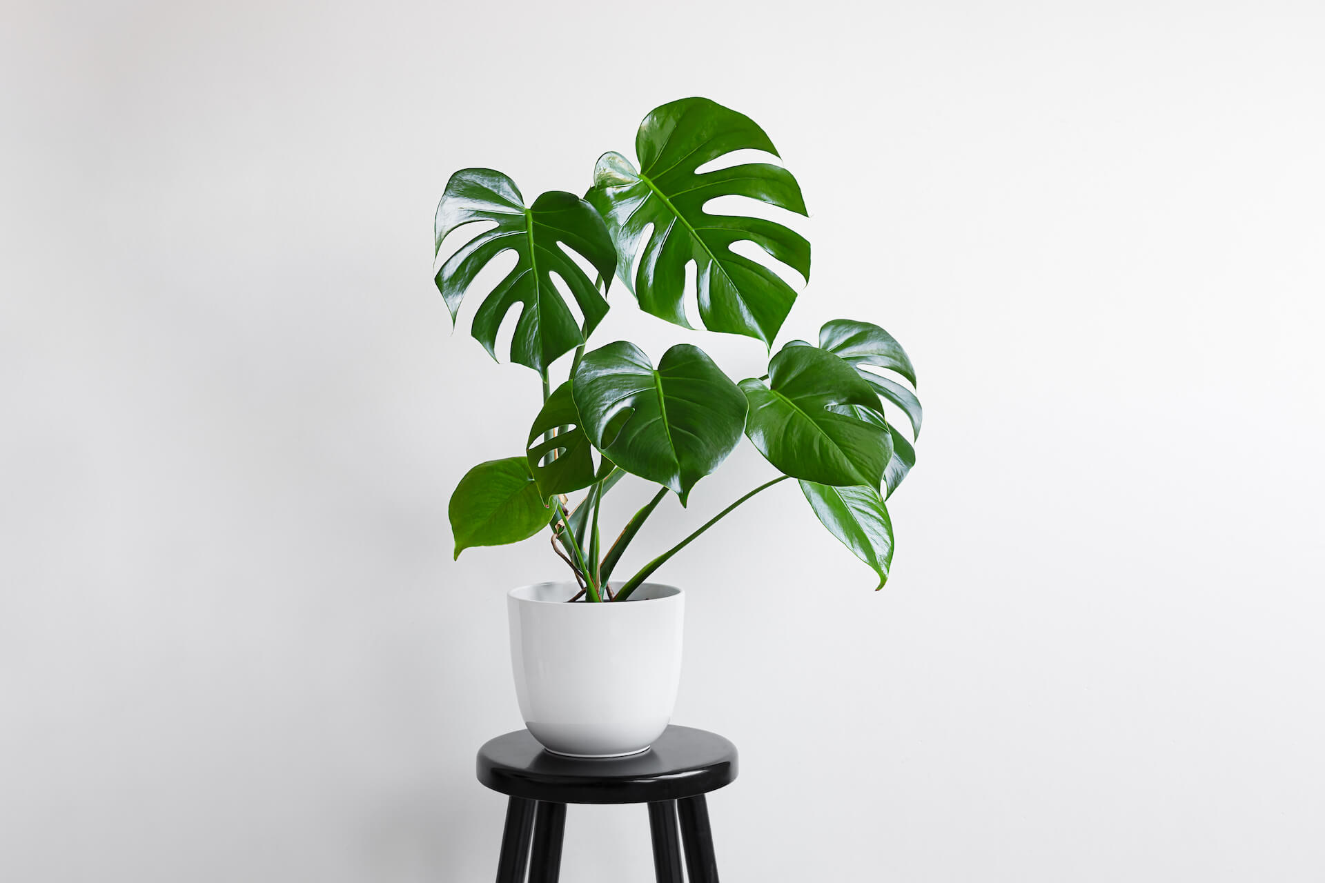 albino monstera for sale Monstera White Tiger