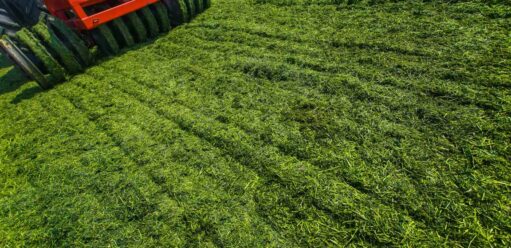 Wertykulacja trawnika – kiedy i&nbsp;jak ją&nbsp;przeprowadzić?