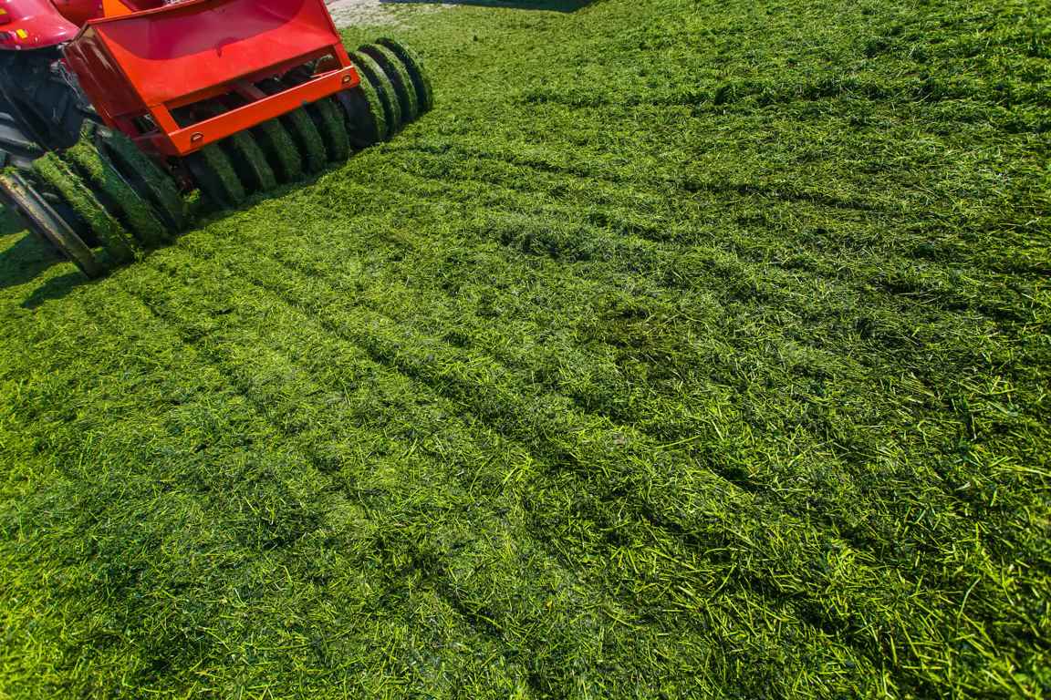 Wertykulacja trawnika – kiedy i&nbsp;jak ją&nbsp;przeprowadzić?