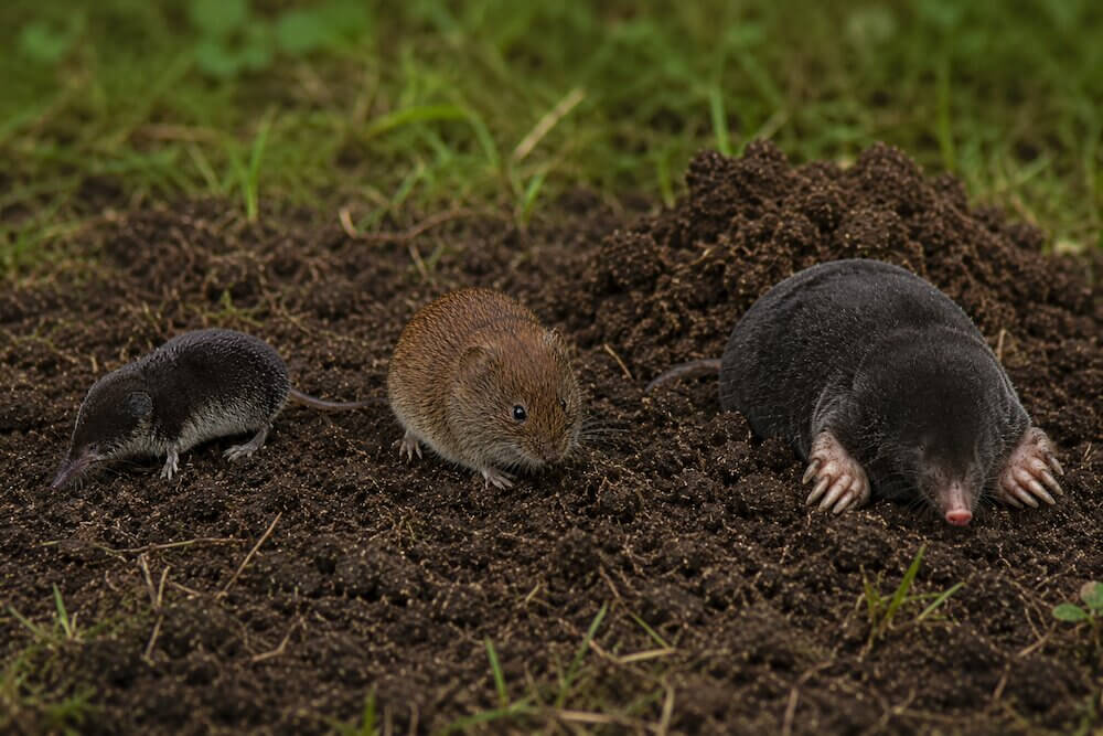 Ryjówka a nornica - jak nie pomylić z kretem? Kret w porównaniu z ryjówką i nornicą