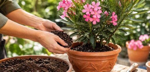 Oleander – jaka ziemia? Wskazówki