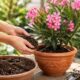 Oleander – jaka ziemia? Wskazówki