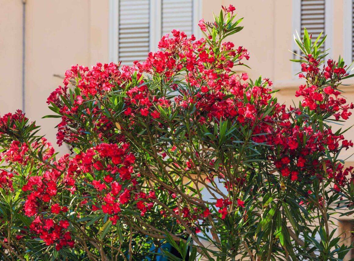 Oleander – zimowanie. Najważniejsze zasady