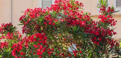 Oleander – zimowanie. Najważniejsze zasady