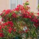 Oleander – zimowanie. Najważniejsze zasady