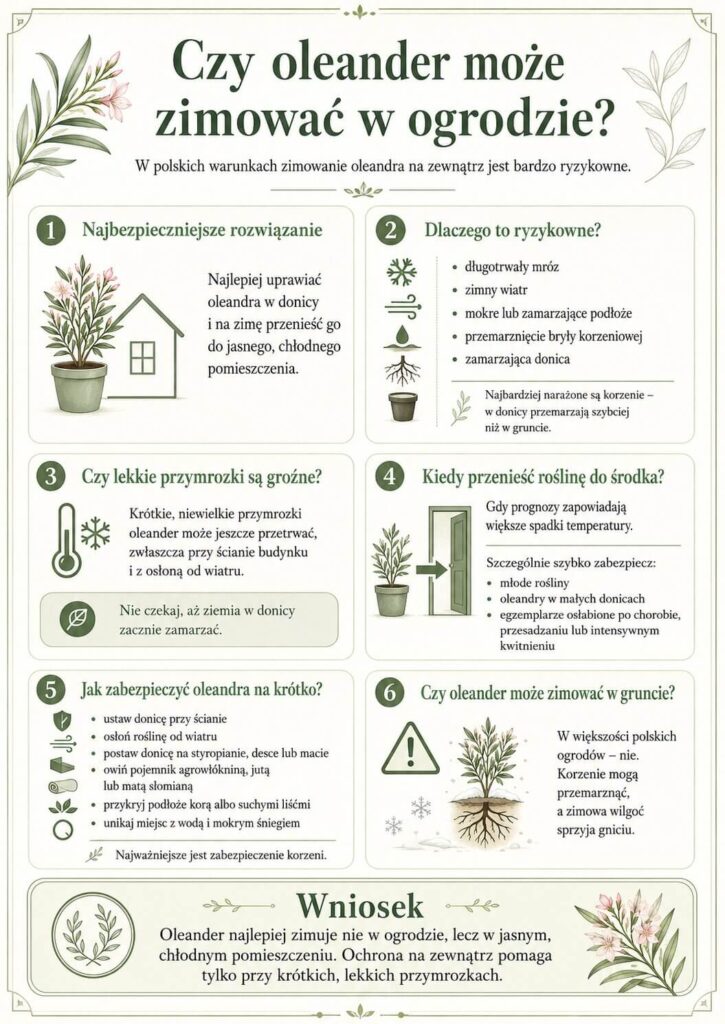 Oleander - zimowanie w ogrodzie. Czy to możliwe?