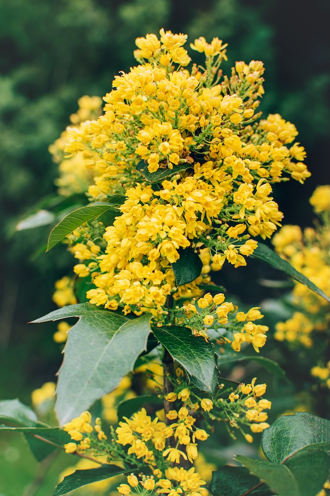 co posadzić przed tujami - mahonia pospolita 